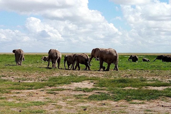 Safari i Nairobi nasjonalpark med dyreliv og bysilhuettutsikt, foto 29 | wizardtrip