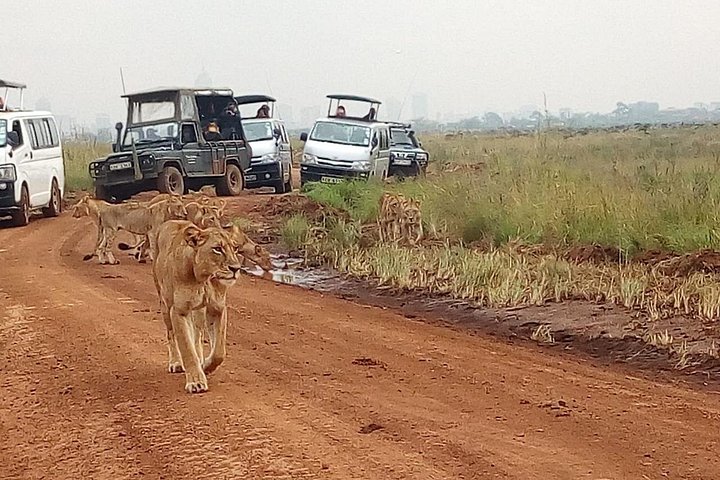Safari i Nairobi nasjonalpark med dyreliv og bysilhuettutsikt, foto 31 | wizardtrip