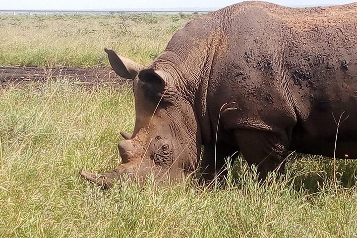 Safari i Nairobi nasjonalpark med dyreliv og bysilhuettutsikt, foto 32 | wizardtrip