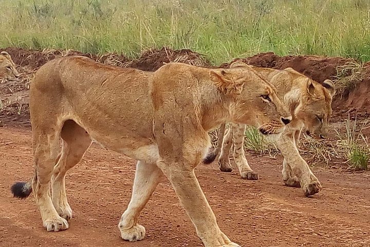 Safari i Nairobi nasjonalpark med dyreliv og bysilhuettutsikt, foto 33 | wizardtrip
