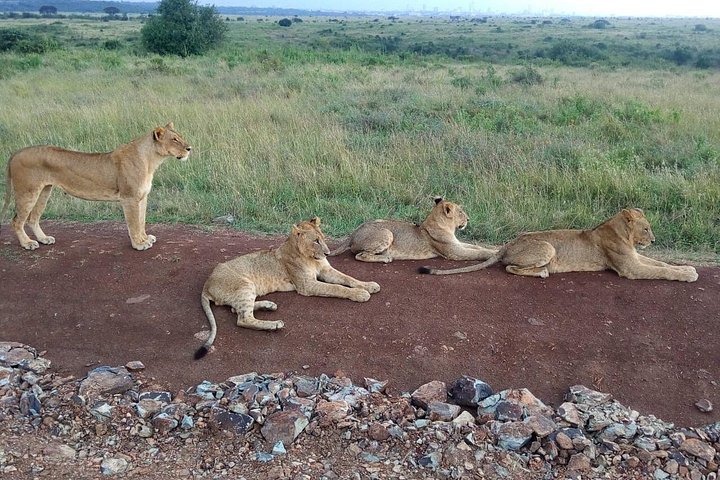 Safari i Nairobi nasjonalpark med dyreliv og bysilhuettutsikt, foto 34 | wizardtrip