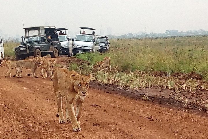 Safari i Nairobi nasjonalpark med dyreliv og bysilhuettutsikt, foto 35 | wizardtrip