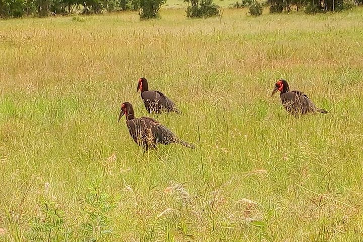 Safari i Nairobi nasjonalpark med dyreliv og bysilhuettutsikt, foto 37 | wizardtrip