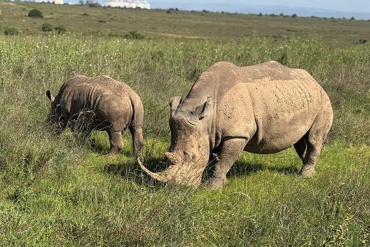 Safari i Nairobi nasjonalpark med dyreliv og bysilhuettutsikt, foto 42 | wizardtrip