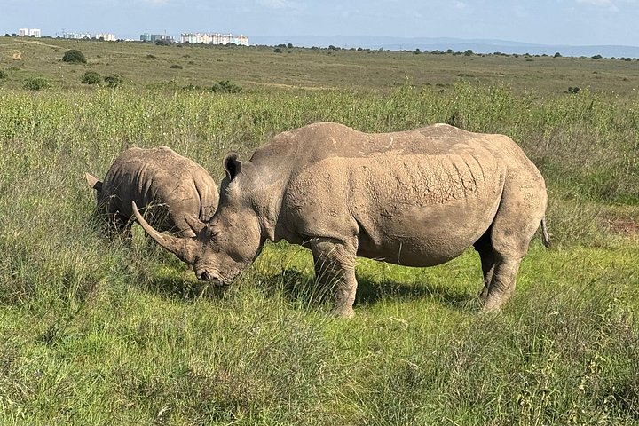 Safari i Nairobi nasjonalpark med dyreliv og bysilhuettutsikt, foto 43 | wizardtrip
