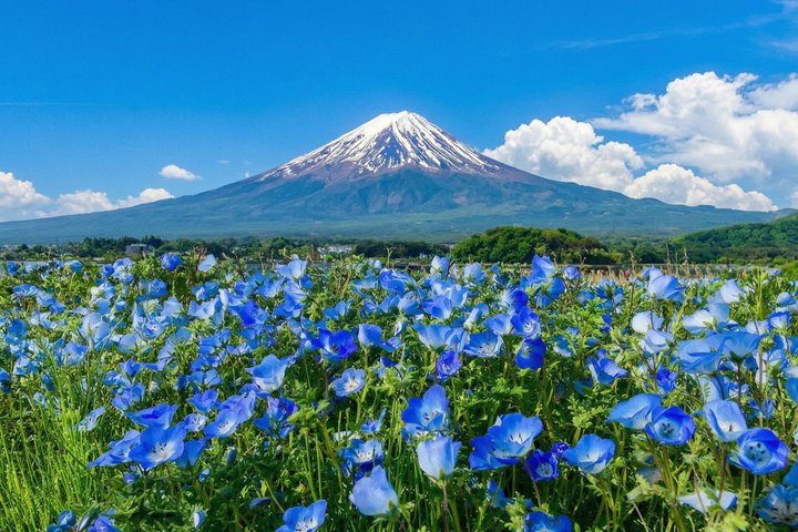 Full day tour to Mount Fuji from Tokyo, visiting lakes and scenic spots, photo 6 | wizardtrip