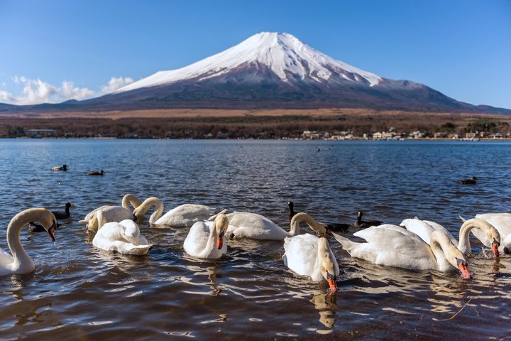 Full day tour to Mount Fuji from Tokyo, visiting lakes and scenic spots, photo 50 | wizardtrip