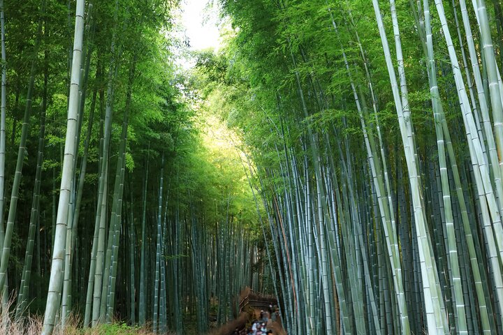 Excursion d'une journée à Kyoto et Nara, avec temples, forêts de bambous et cerfs amicaux, photo 7 | wizardtrip