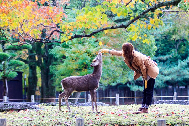 Excursion d'une journée à Kyoto et Nara, avec temples, forêts de bambous et cerfs amicaux, photo 11 | wizardtrip