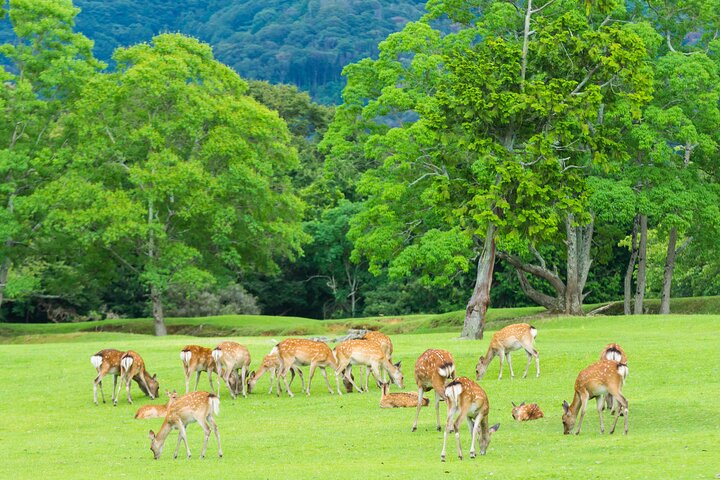 Excursion d'une journée à Kyoto et Nara, avec temples, forêts de bambous et cerfs amicaux, photo 12 | wizardtrip
