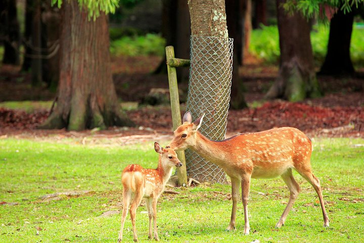 Excursion d'une journée à Kyoto et Nara, avec temples, forêts de bambous et cerfs amicaux, photo 37 | wizardtrip
