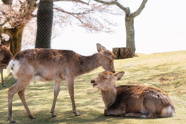 Excursion d'une journée à Kyoto et Nara, avec temples, forêts de bambous et cerfs amicaux, photo 39 | wizardtrip