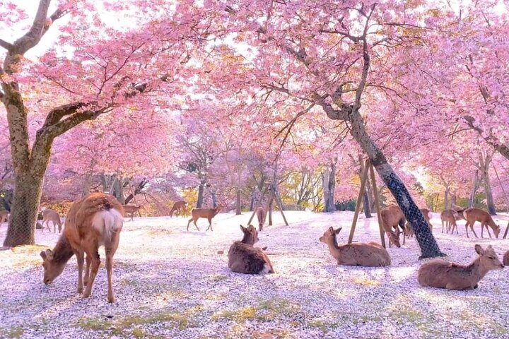 Excursion d'une journée à Kyoto et Nara, avec temples, forêts de bambous et cerfs amicaux, photo 40 | wizardtrip