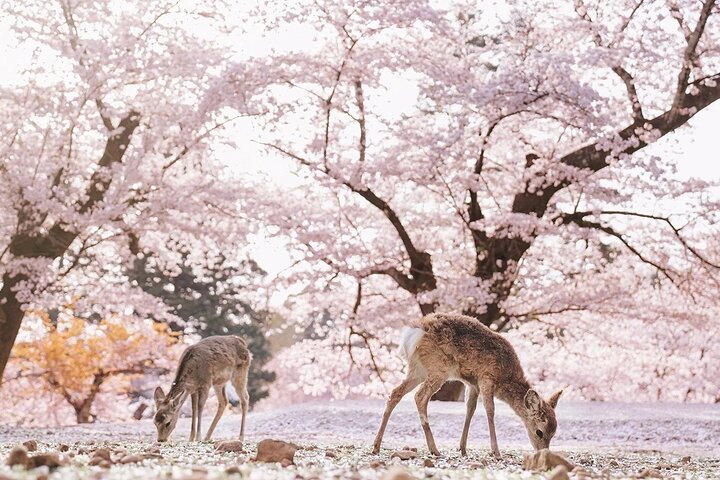 Excursion d'une journée à Kyoto et Nara, avec temples, forêts de bambous et cerfs amicaux, photo 41 | wizardtrip