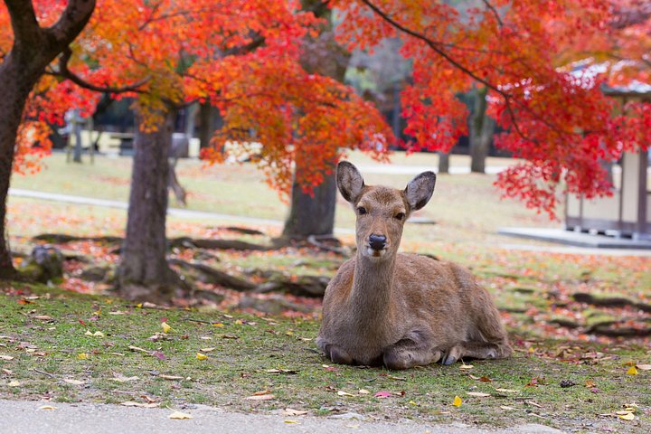 Excursion d'une journée à Kyoto et Nara, avec temples, forêts de bambous et cerfs amicaux, photo 42 | wizardtrip