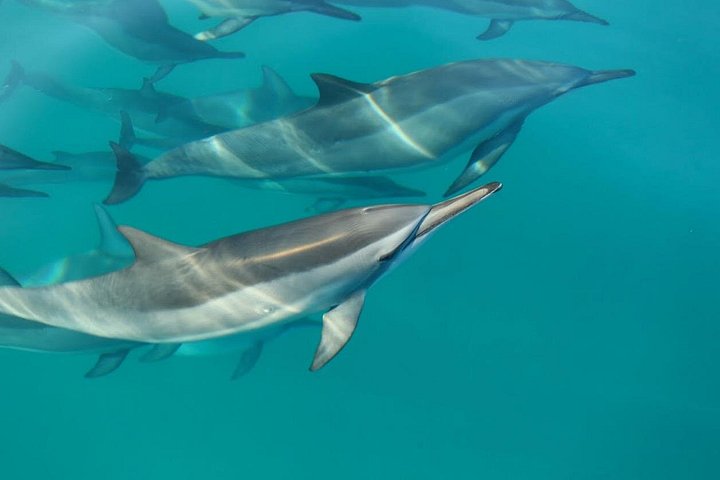 Thrilling Zodiac raft expedition along Kauai's Nā Pali Coast with snorkeling and wildlife viewing opportunities, photo 12 | wizardtrip