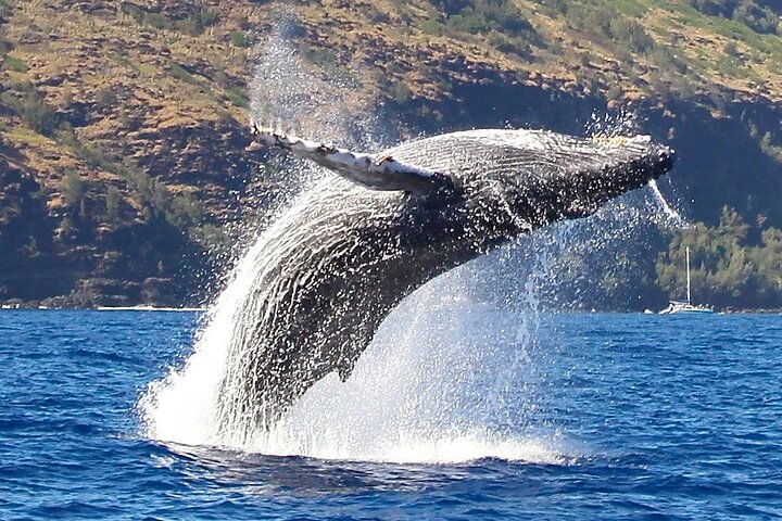 Thrilling Zodiac raft expedition along Kauai's Nā Pali Coast with snorkeling and wildlife viewing opportunities, photo 18 | wizardtrip