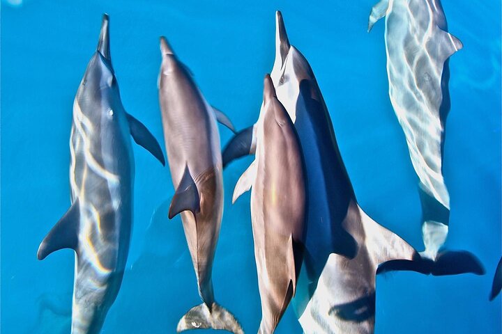 Thrilling Zodiac raft expedition along Kauai's Nā Pali Coast with snorkeling and wildlife viewing opportunities, photo 20 | wizardtrip