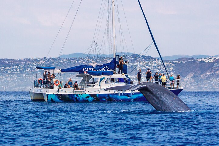 Observation des Dauphins et Baleines à Dana Point avec Vision Sous-Marine | wizardtrip
