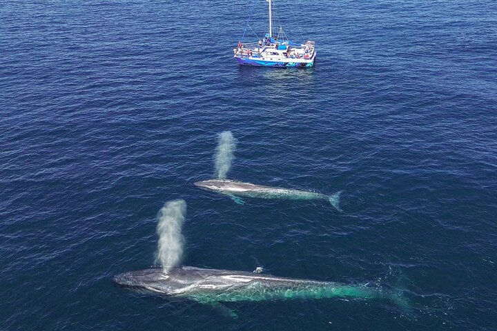 Walvis- en dolfijnensafari vanuit Dana Point haven met onderwateruitkijk, foto 6 | wizardtrip