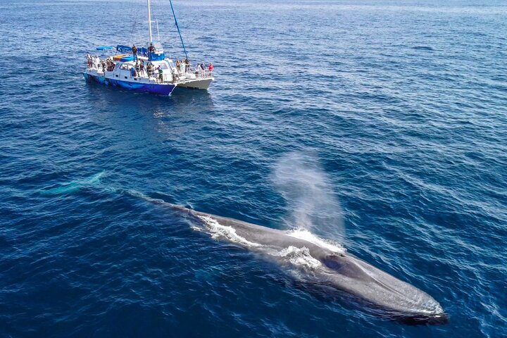 Walvis- en dolfijnensafari vanuit Dana Point haven met onderwateruitkijk, foto 7 | wizardtrip
