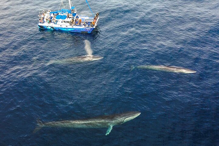 Walvis- en dolfijnensafari vanuit Dana Point haven met onderwateruitkijk, foto 9 | wizardtrip
