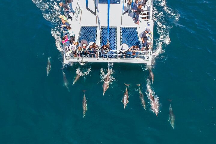 Walvis- en dolfijnensafari vanuit Dana Point haven met onderwateruitkijk, foto 10 | wizardtrip