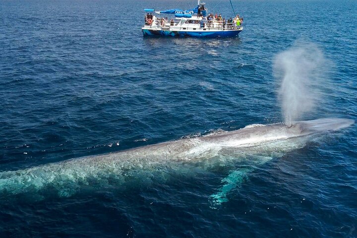 Walvis- en dolfijnensafari vanuit Dana Point haven met onderwateruitkijk, foto 11 | wizardtrip