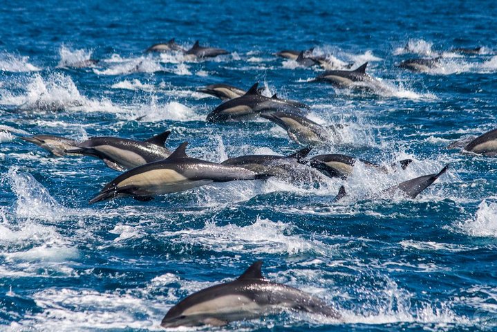 Walvis- en dolfijnensafari vanuit Dana Point haven met onderwateruitkijk, foto 12 | wizardtrip