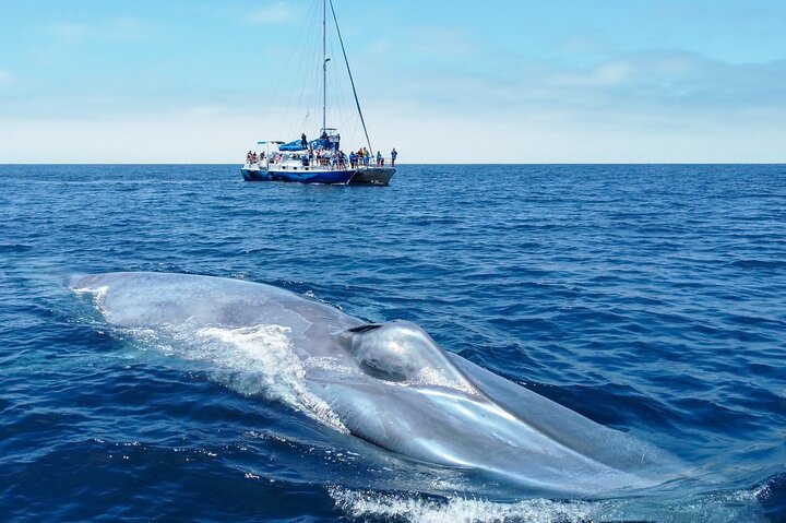 Walvis- en dolfijnensafari vanuit Dana Point haven met onderwateruitkijk, foto 13 | wizardtrip