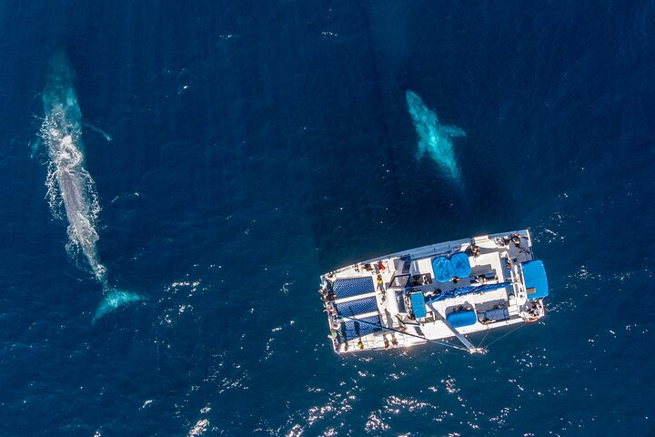 Walvis- en dolfijnensafari vanuit Dana Point haven met onderwateruitkijk, foto 14 | wizardtrip