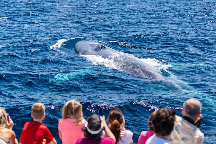 Walvis- en dolfijnensafari vanuit Dana Point haven met onderwateruitkijk, foto 15 | wizardtrip