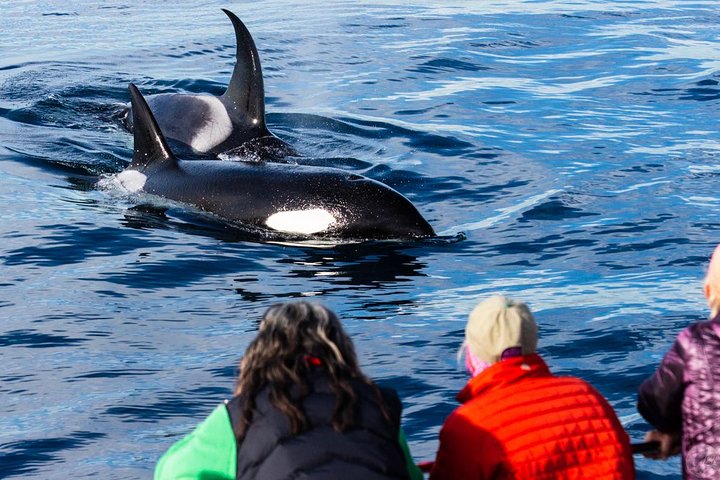 Walvis- en dolfijnensafari vanuit Dana Point haven met onderwateruitkijk, foto 16 | wizardtrip