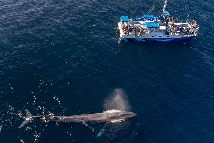 Walvis- en dolfijnensafari vanuit Dana Point haven met onderwateruitkijk, foto 17 | wizardtrip