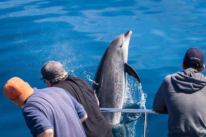 Walvis- en dolfijnensafari vanuit Dana Point haven met onderwateruitkijk, foto 18 | wizardtrip