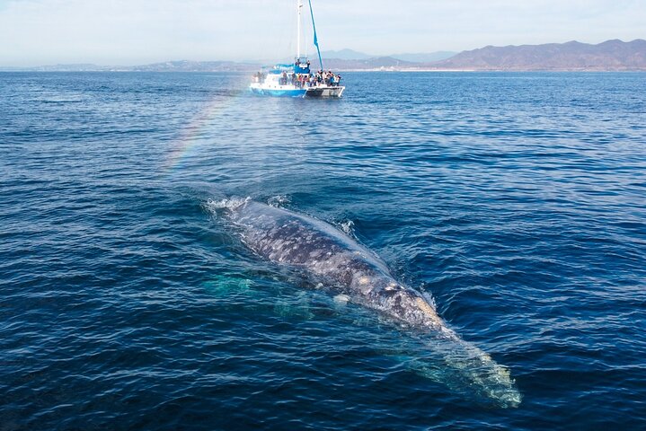 Walvis- en dolfijnensafari vanuit Dana Point haven met onderwateruitkijk, foto 19 | wizardtrip