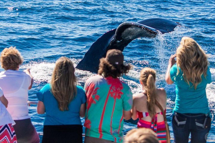 Walvis- en dolfijnensafari vanuit Dana Point haven met onderwateruitkijk, foto 20 | wizardtrip