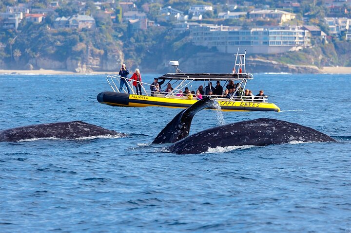 Dana Point | wizardtrip