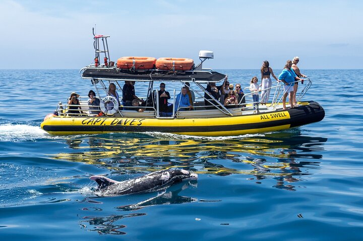 Excursion rapide en zodiac pour l'observation des baleines et des dauphins à Dana Point, Californie, photo 6 | wizardtrip