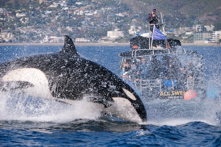 Excursion rapide en zodiac pour l'observation des baleines et des dauphins à Dana Point, Californie, photo 7 | wizardtrip
