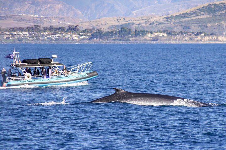 Excursion rapide en zodiac pour l'observation des baleines et des dauphins à Dana Point, Californie, photo 8 | wizardtrip