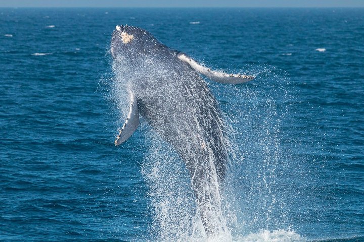 Excursion rapide en zodiac pour l'observation des baleines et des dauphins à Dana Point, Californie, photo 9 | wizardtrip