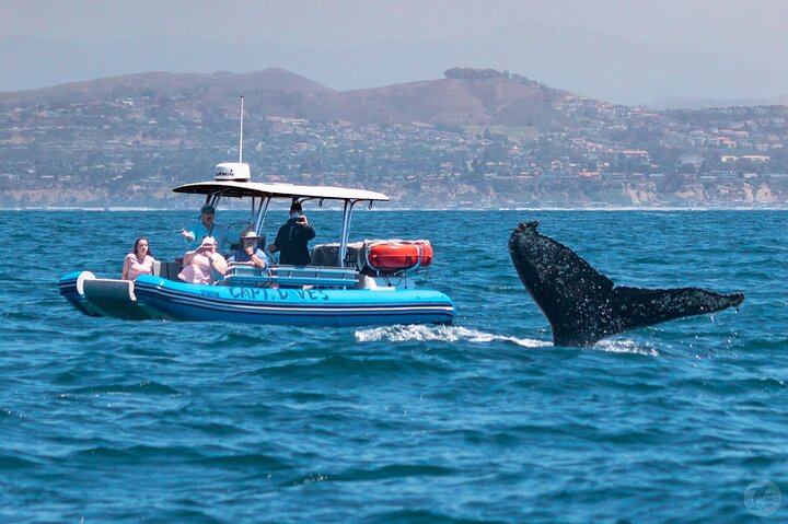 Excursion rapide en zodiac pour l'observation des baleines et des dauphins à Dana Point, Californie, photo 10 | wizardtrip