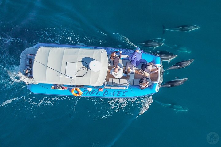 Excursion rapide en zodiac pour l'observation des baleines et des dauphins à Dana Point, Californie, photo 11 | wizardtrip