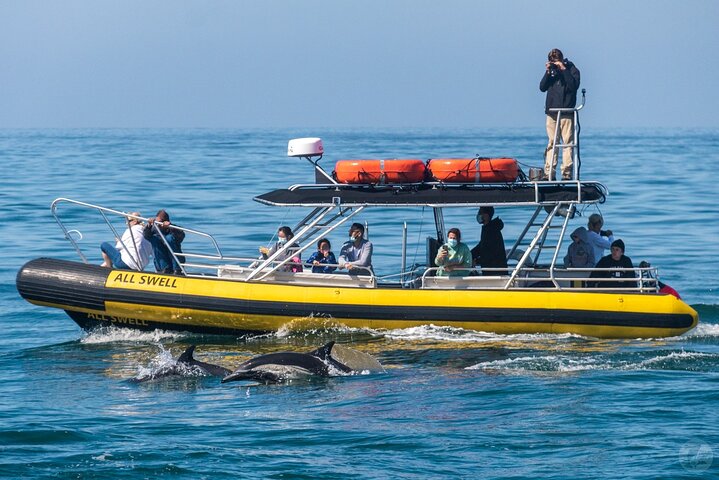 Excursion rapide en zodiac pour l'observation des baleines et des dauphins à Dana Point, Californie, photo 12 | wizardtrip