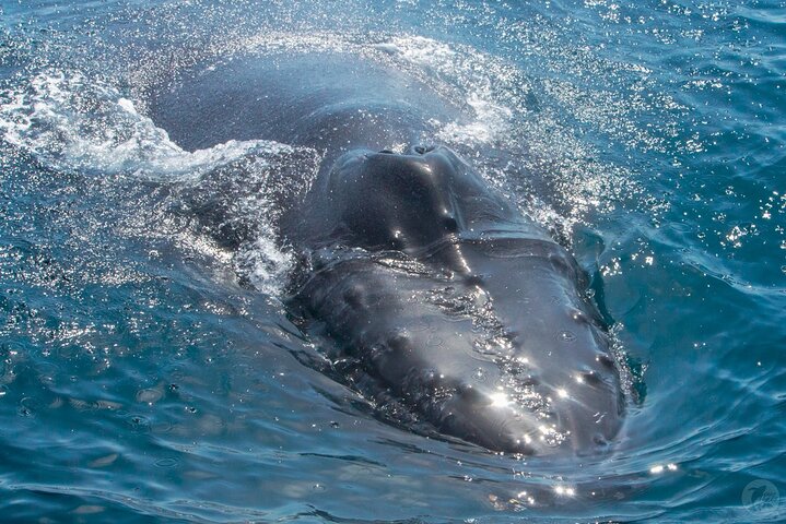 Excursion rapide en zodiac pour l'observation des baleines et des dauphins à Dana Point, Californie, photo 13 | wizardtrip