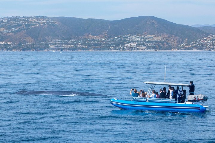 Excursion rapide en zodiac pour l'observation des baleines et des dauphins à Dana Point, Californie, photo 14 | wizardtrip