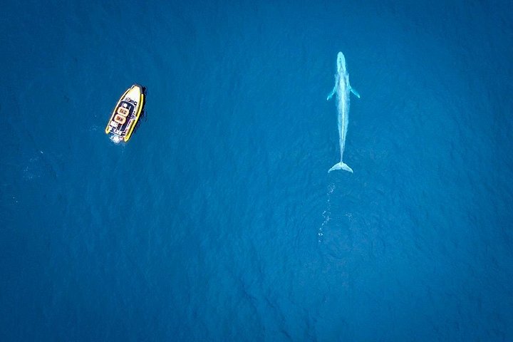 Excursion rapide en zodiac pour l'observation des baleines et des dauphins à Dana Point, Californie, photo 15 | wizardtrip