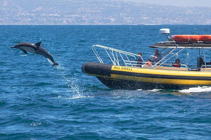 Excursion rapide en zodiac pour l'observation des baleines et des dauphins à Dana Point, Californie, photo 16 | wizardtrip