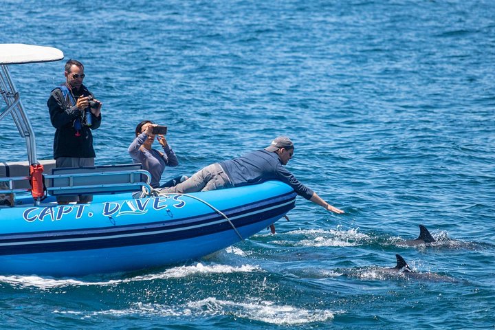 Excursion rapide en zodiac pour l'observation des baleines et des dauphins à Dana Point, Californie, photo 17 | wizardtrip